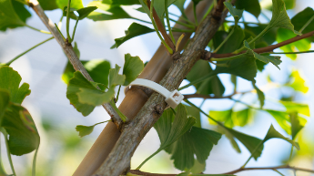 Der biologisch abbaubare Kabelbinder T80R befestigt einen jungen Baum an einem Bambusstock.