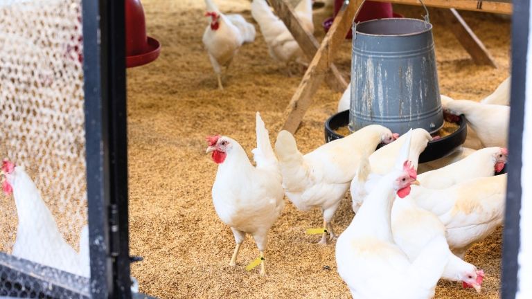 Verwendung von RFID-Tags im Hühnerstall