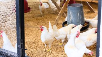 Verwendung von RFID-Tags im Hühnerstall