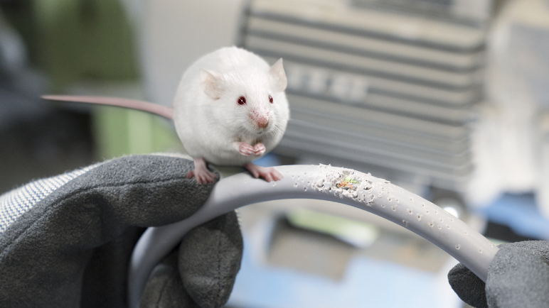Ratten und Schienen - Ist Ihr Kabel sicher?